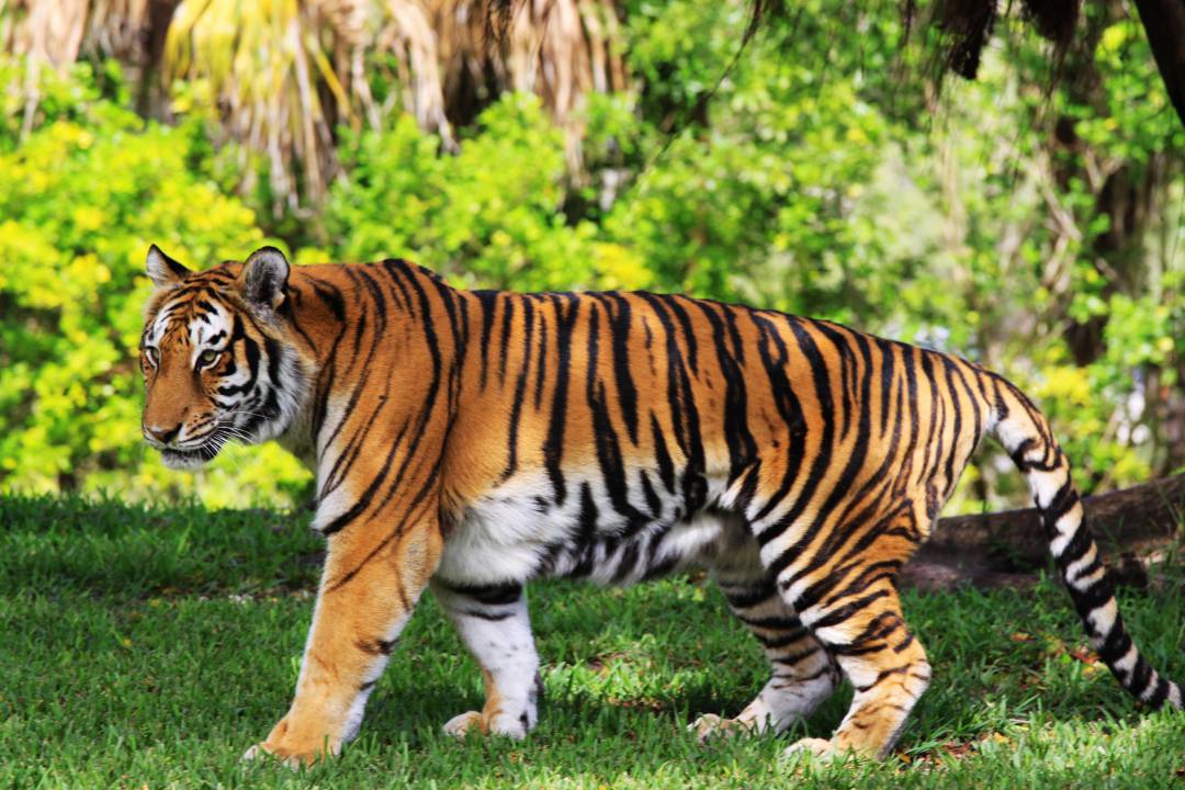 Bandipur Tiger Reserve And National Park